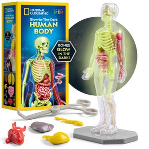 NATIONAL GEOGRAPHIC Modelo de cuerpo humano para niños que brilla en la oscuridad - Modelo de