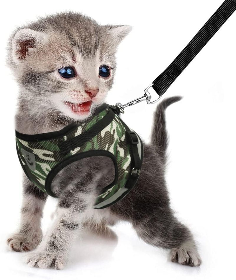 image-560cc3c4ffef476fbfe0caa2a2218b40